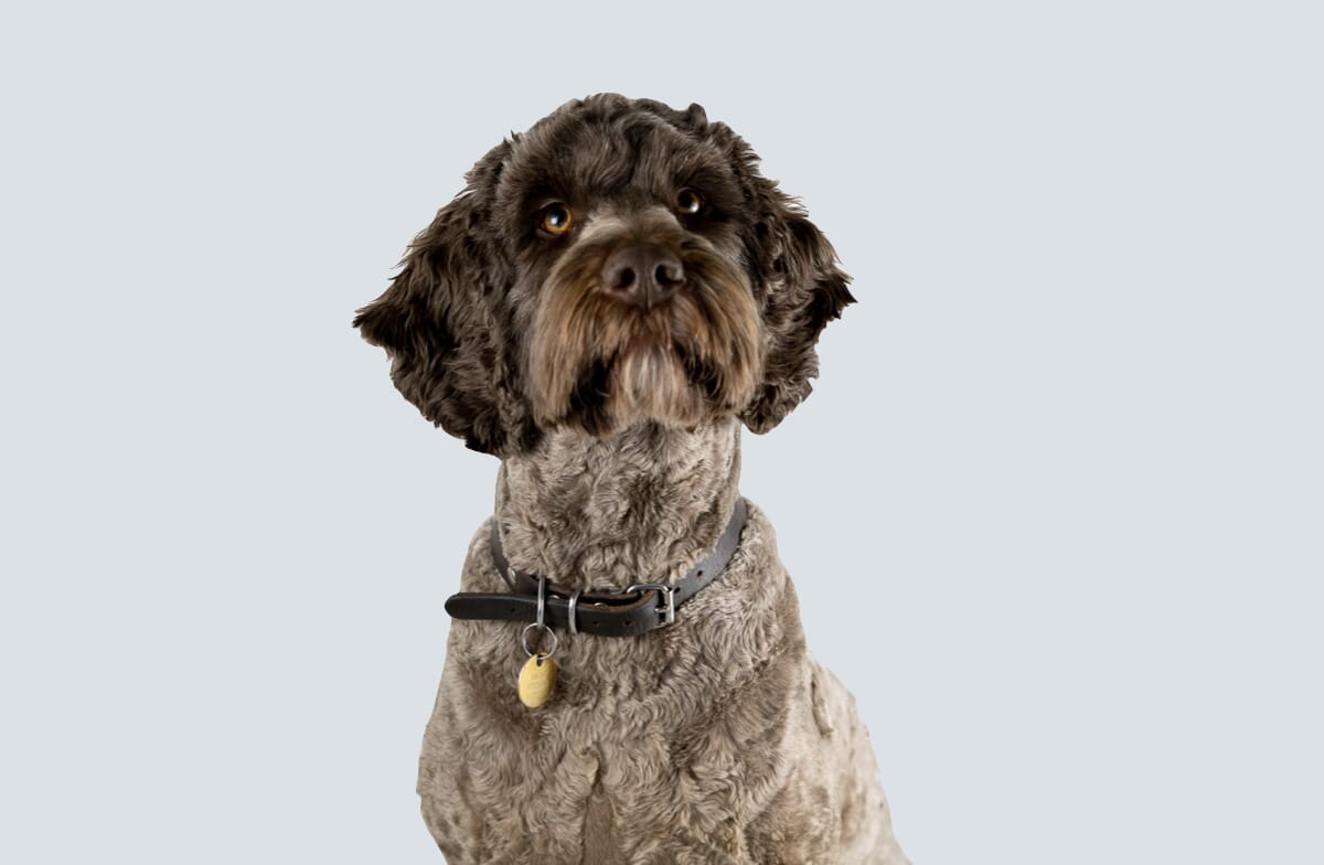Oscar